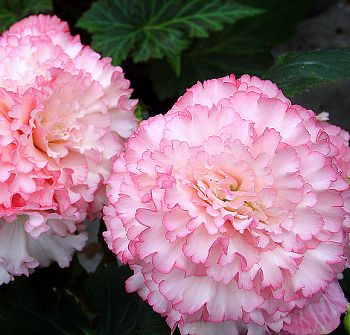 B. ‘Salome’